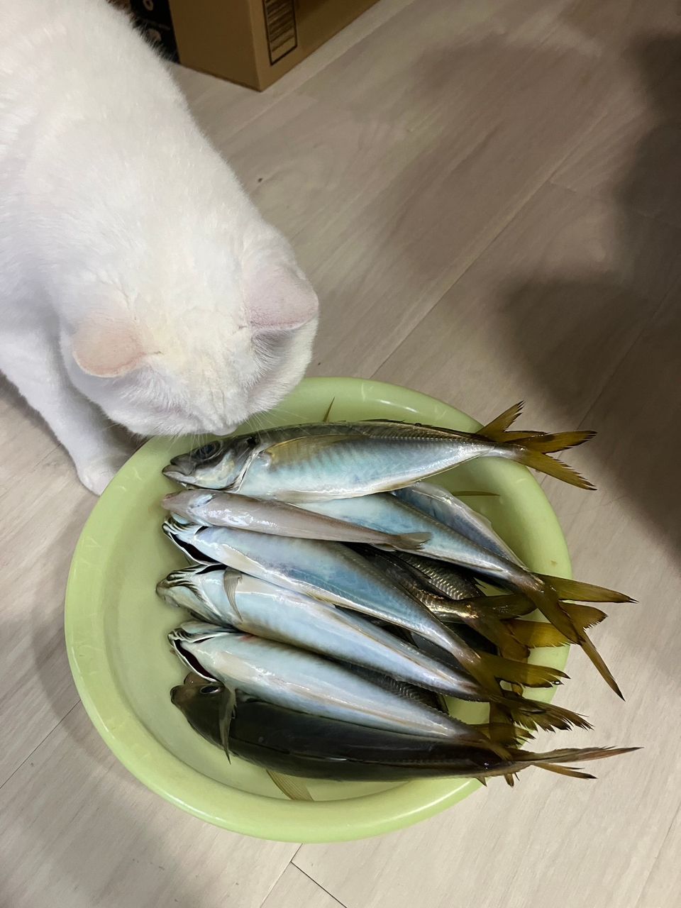 猫大好き！(元hide)さんの釣果 3枚目の画像