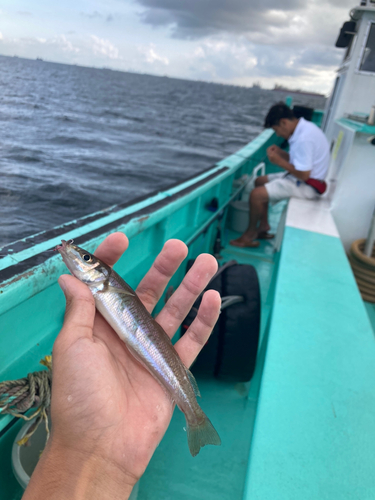 シロギスの釣果