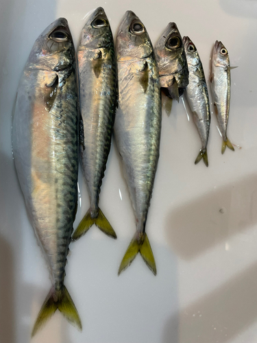 サバの釣果