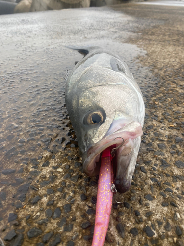 スズキの釣果