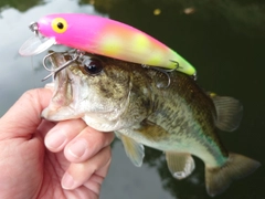 ブラックバスの釣果