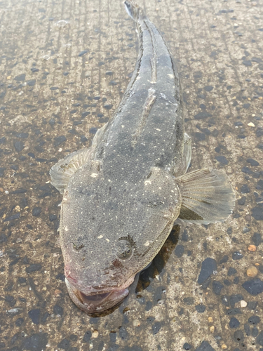 マゴチの釣果