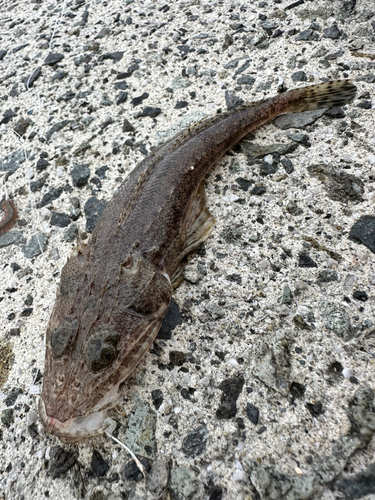 ワニゴチの釣果