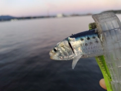 イワシの釣果