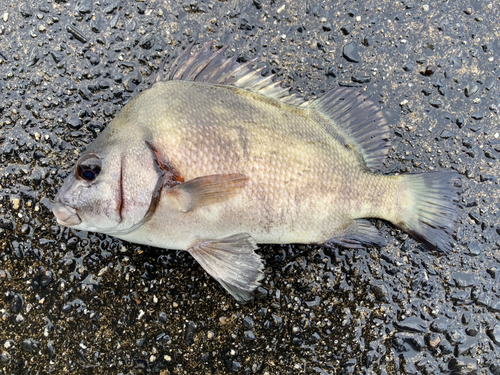 釣果