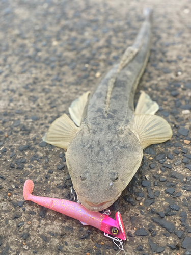 マゴチの釣果