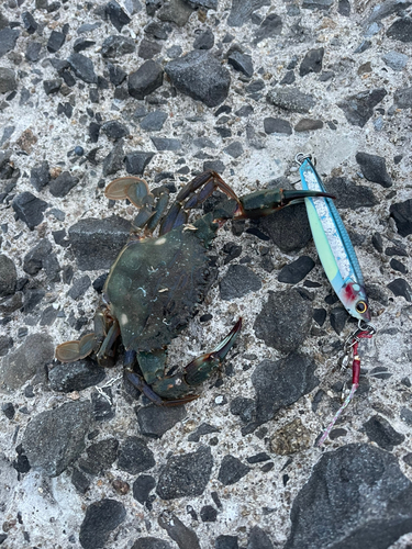 カニの釣果