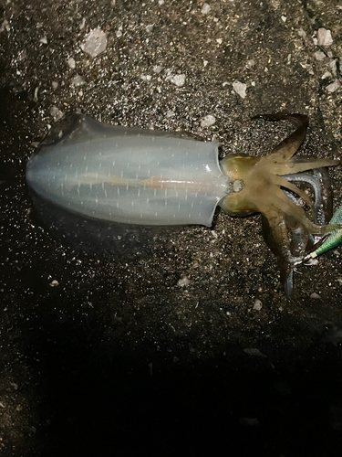 イカの釣果