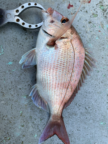 マダイの釣果