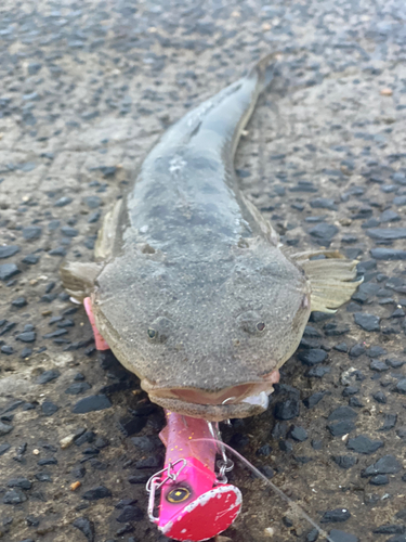 マゴチの釣果