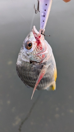 キビレの釣果