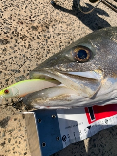 シーバスの釣果