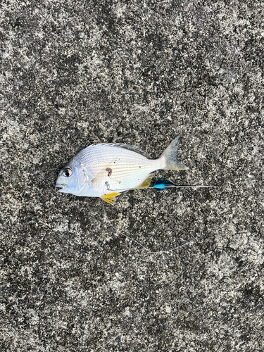 ヘダイの釣果