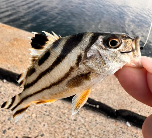 コトヒキの釣果