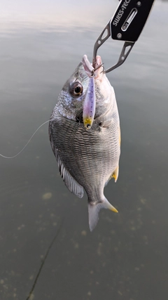 キビレの釣果