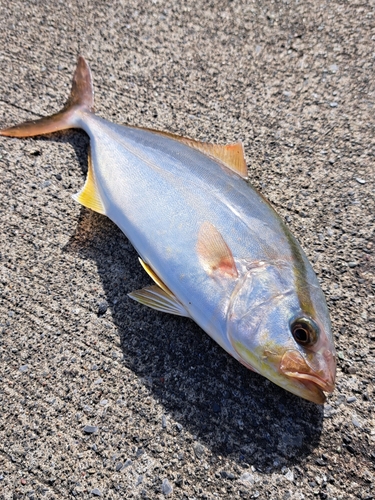 ショッコの釣果