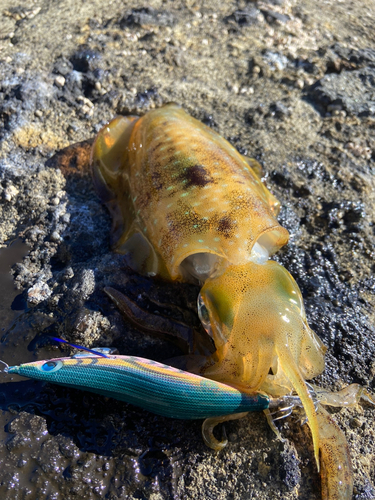 アオリイカの釣果