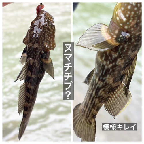 ヌマチチブの釣果