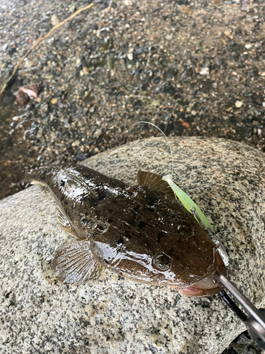 マゴチの釣果