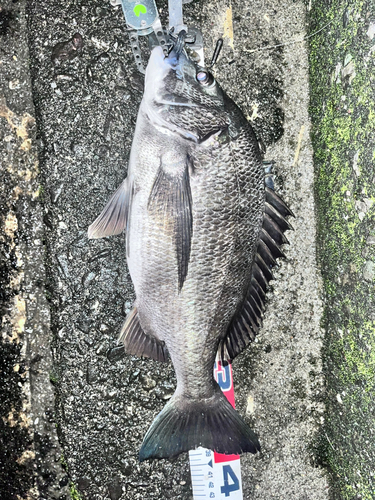 チヌの釣果