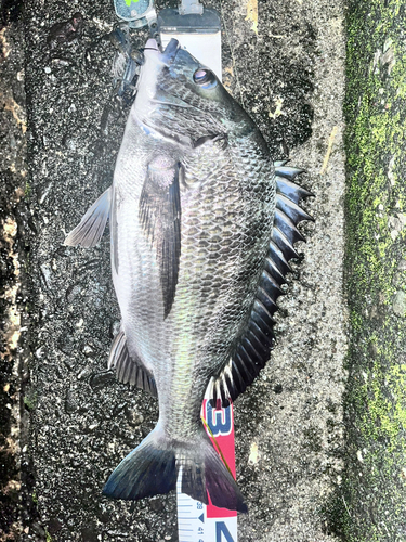 チヌの釣果