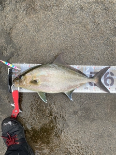 ヒレナガカンパチの釣果