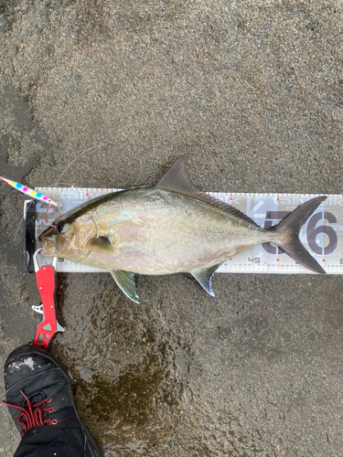 ヒレナガカンパチの釣果