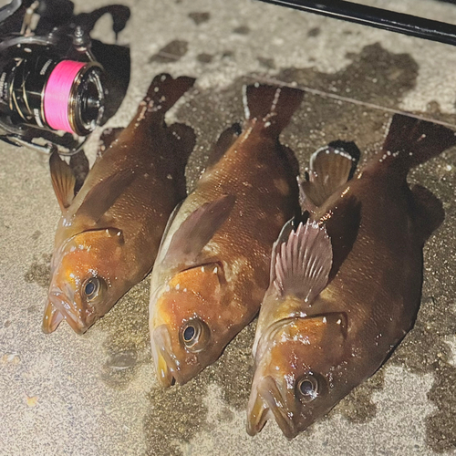 エゾメバルの釣果