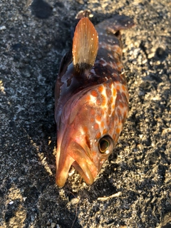 キジハタの釣果