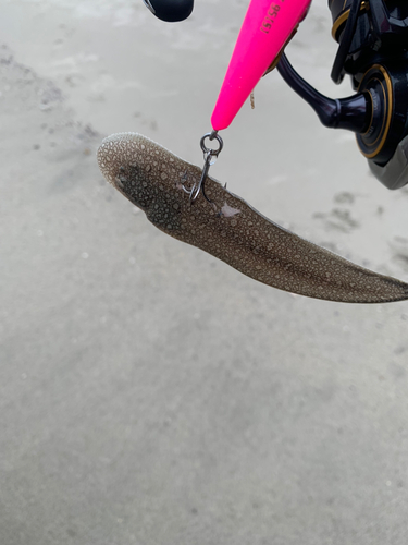 シタビラメの釣果