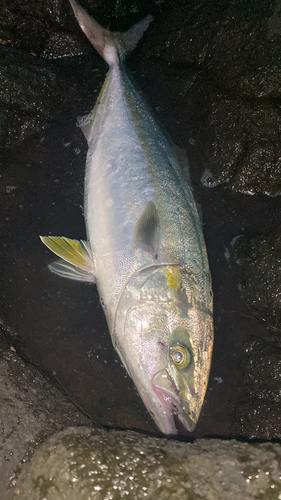 イナダの釣果