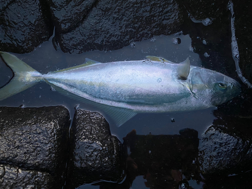 イナダの釣果