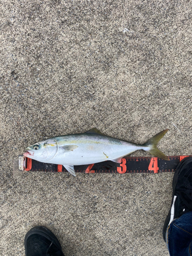 イナダの釣果