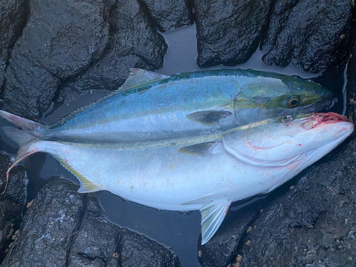 イナダの釣果