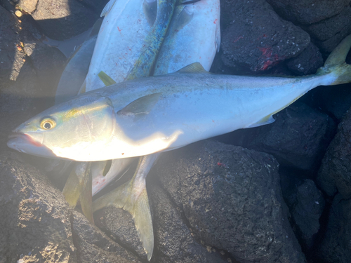 イナダの釣果