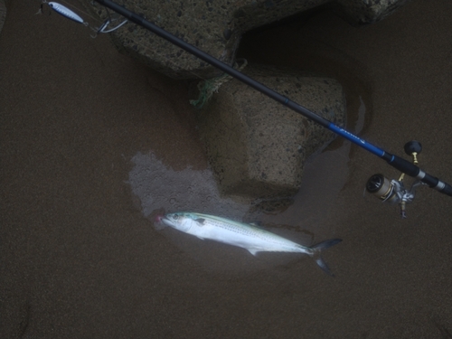 サゴシの釣果