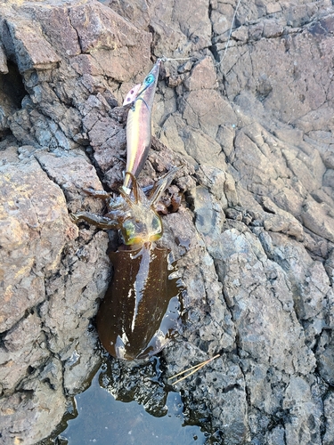 アオリイカの釣果