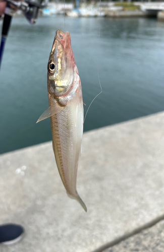 キスの釣果