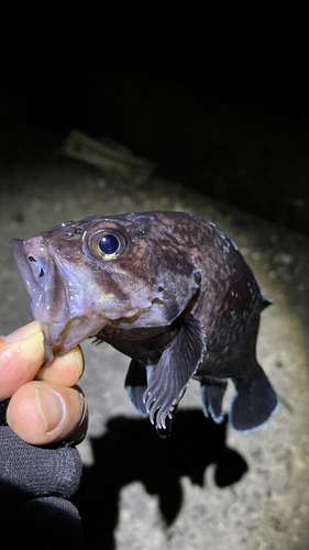 マゾイの釣果