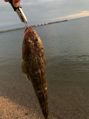 マゴチの釣果