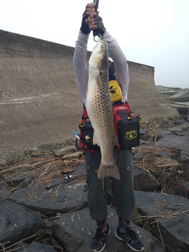 メナダの釣果