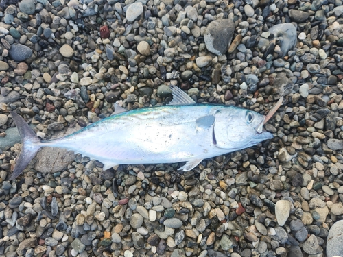 ソウダガツオの釣果