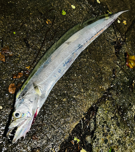 タチウオの釣果