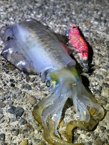 アオリイカの釣果