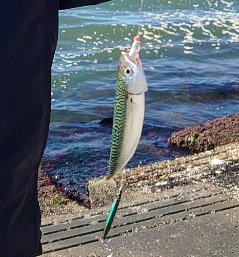 サバの釣果