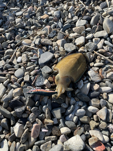 コウイカの釣果