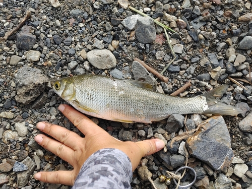 ワタカの釣果