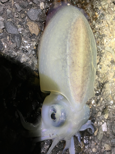 シリヤケイカの釣果