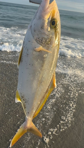 ショゴの釣果