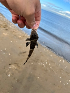 シロギスの釣果